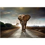 Vliesové fototapety kráčajúci slon rozmer 368 cm x 254 cm - POSLEDNÝ KUS