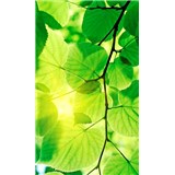 Vliesové fototapety zelené listy rozmer 150 cm x 250 cm - POSLEDNÉ KUSY