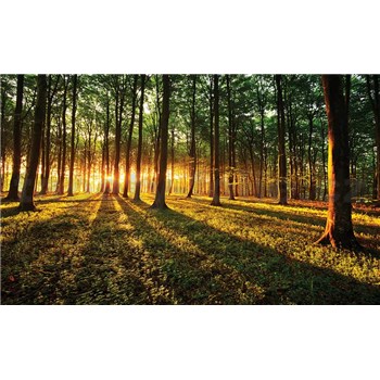 Fototapety les a západ slunce, rozmer 368 cm x 254 cm