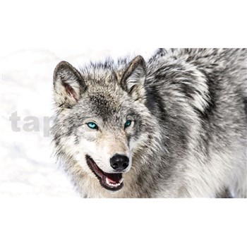 Vliesové fototapety vlk s modrými očami, rozmer 104 cm x 70,5 cm