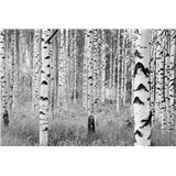 Vliesové fototapety brezy, rozmer 368 cm x 248 cm - POSLEDNÝ KUS