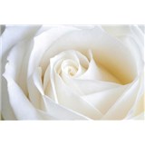 Fototapety biela ruža, rozmer 368 cm x 254 cm