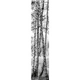 Samolepiace dekoračné pásy brezy rozmer 60 cm x 260 cm - POSLEDNÉ KUSY