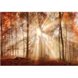 Vliesové fototapety les na jeseň, rozmer 416 cm x 254 cm