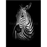 Vliesové fototapety zebra rozmer 184 cm x 254 cm